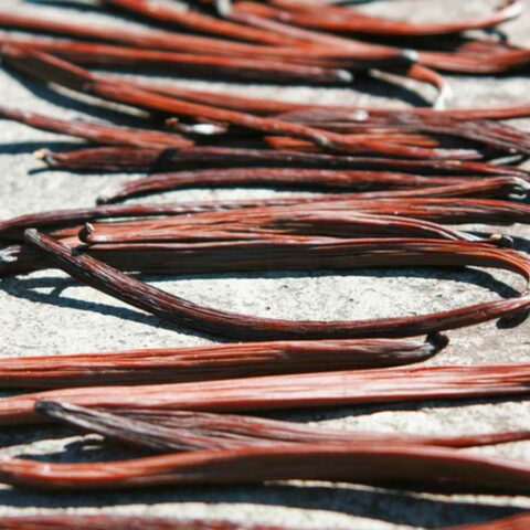 Indonesian extract-grade vanilla beans