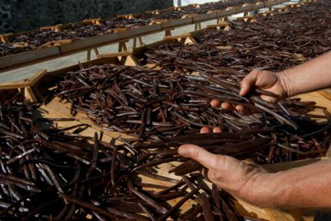 vanilla beans drying