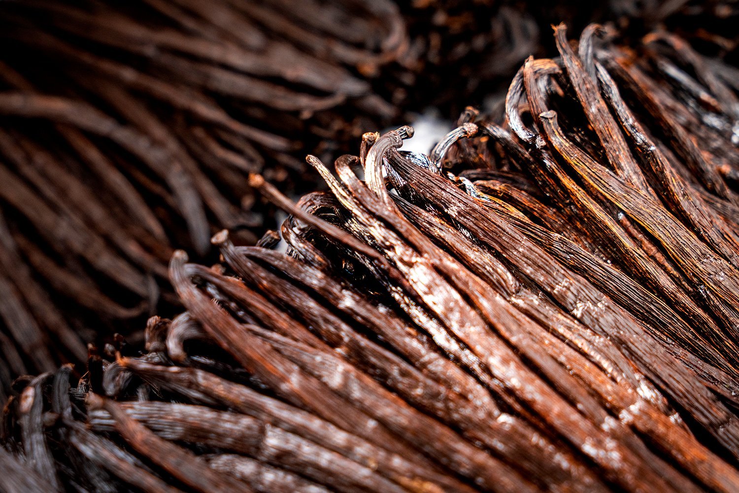 Bundles of dark cured Ugandan vanilla beans