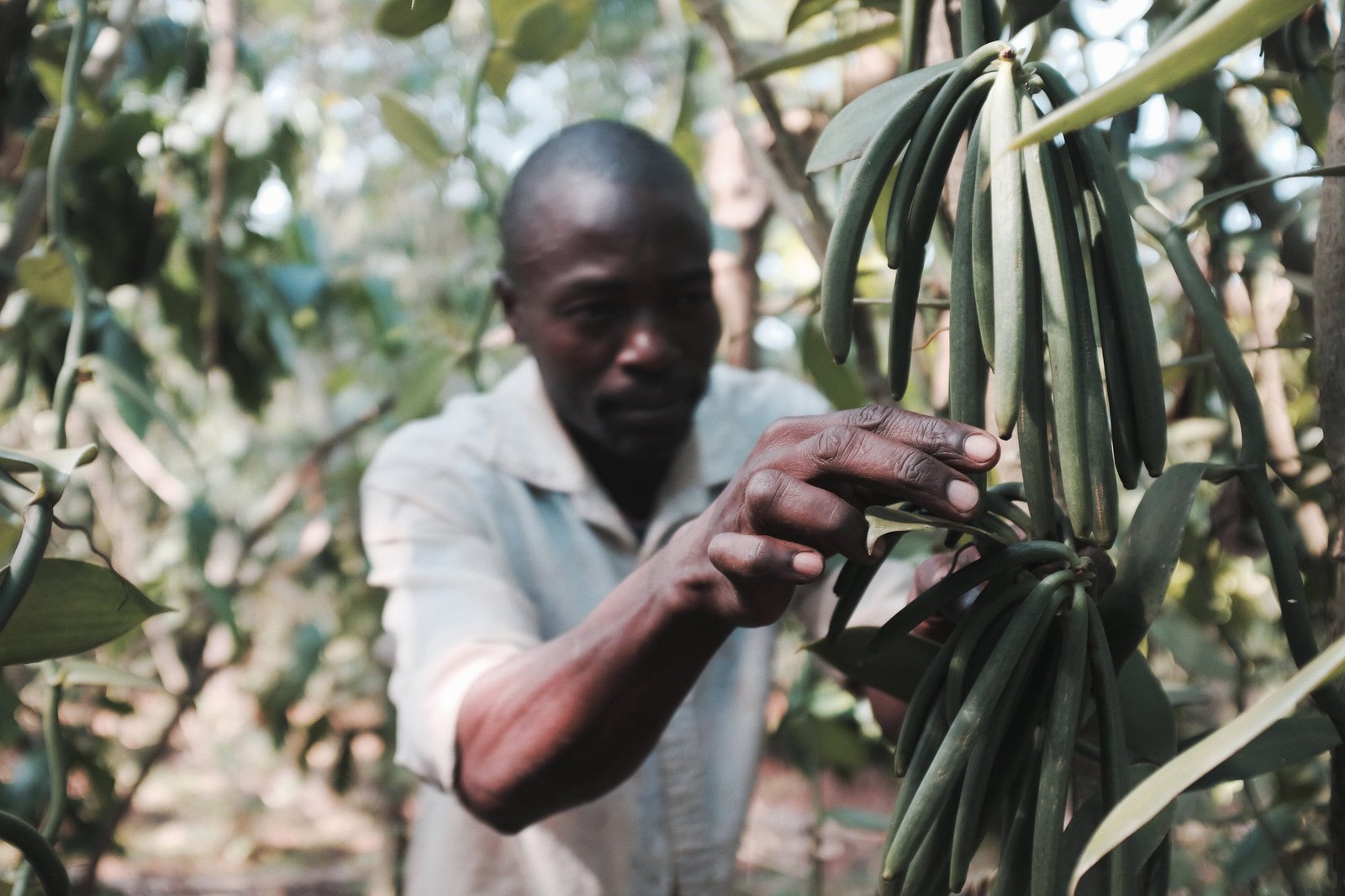 Uganda vanilla grower inspecting green pods on the vine