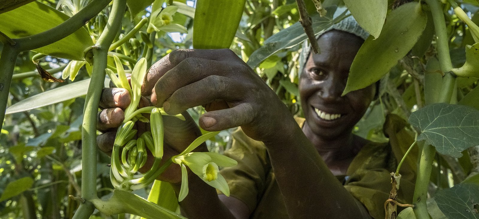 A farmer hand-pollinating a vanilla flower among the vines in Uganda