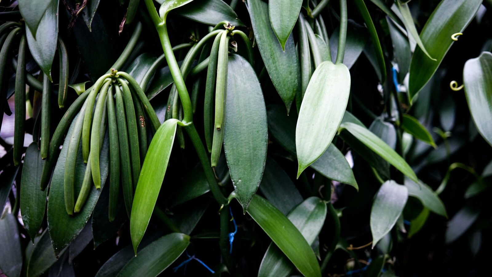 unsplash_04_vanilla-plant-closeup